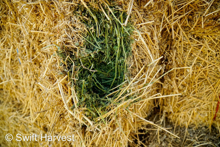 H&C Farms #1 Alfalfa 3 String Bale Hay R1-3-23 Good Arizona Alfalfa 3-String Test  Hay under 100 lbs  per ton rain damaged