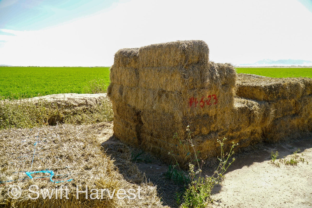 H&C Farms Big Bale Alfalfa #1 Premium Arizona Alfalfa P1-5-23 per bale