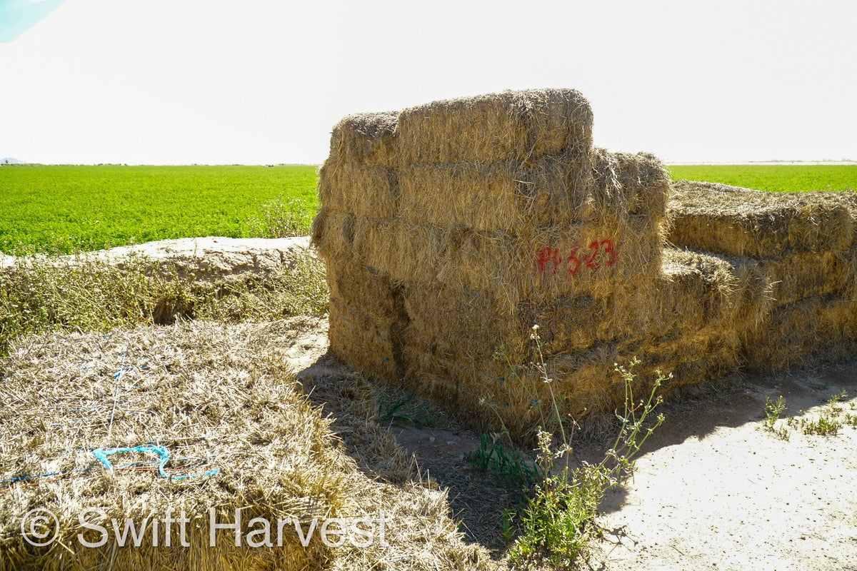 H&C Farms Big Bale Alfalfa #1 Premium Arizona Alfalfa P1-5-23 per bale