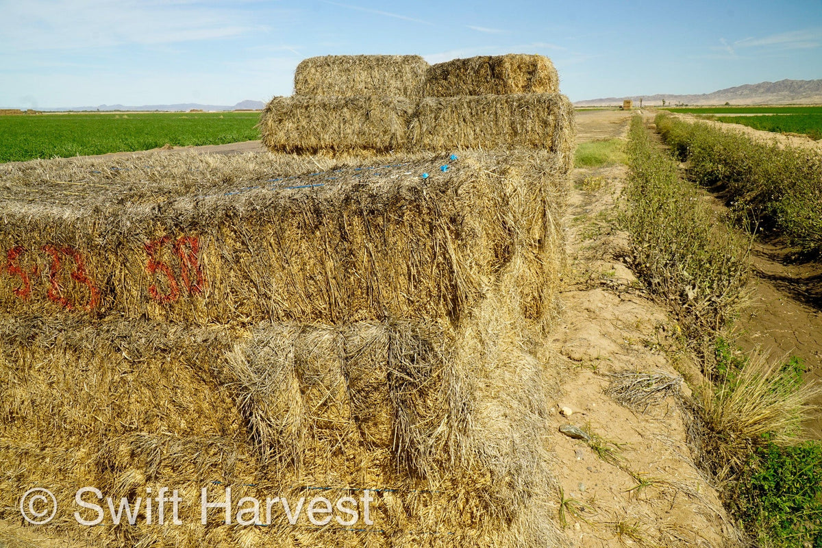 H&C Farms Big Bale Alfalfa #1 Premium Arizona Alfalfa P1-5-23 per bale