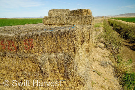 H&C Farms Big Bale Alfalfa #1 Premium Arizona Alfalfa P1-5-23 per bale