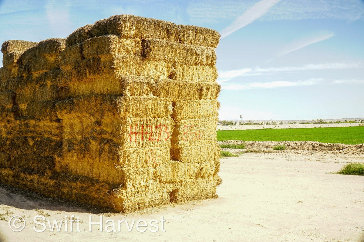 H&C Farms Big Bale Alfalfa #2 Arizona Alfalfa H1-2-23 per ton  Rain Damaged live