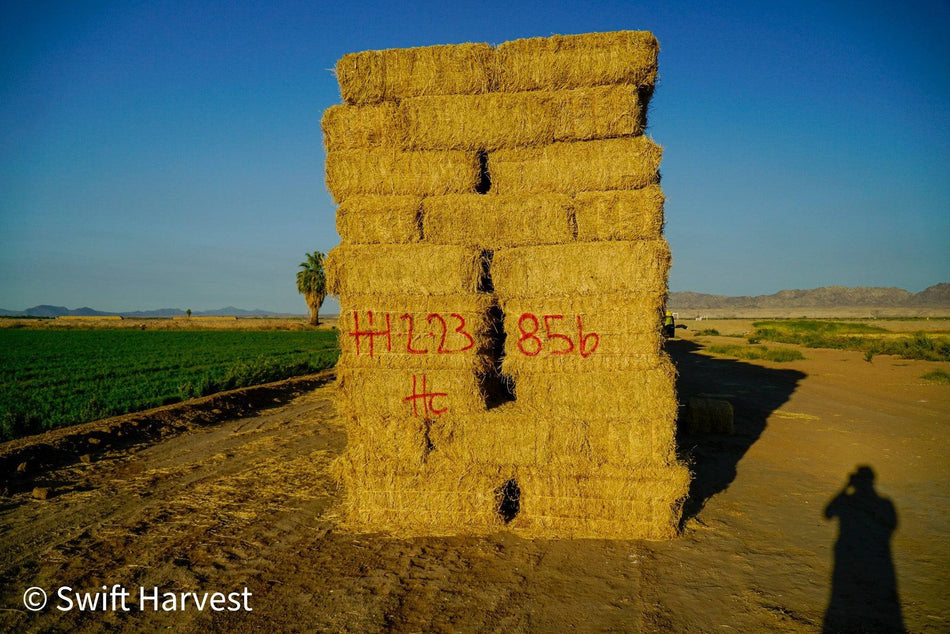 H&C Farms Big Bale Alfalfa #2 Arizona Alfalfa H1-2-23 per ton  Rain Damaged live