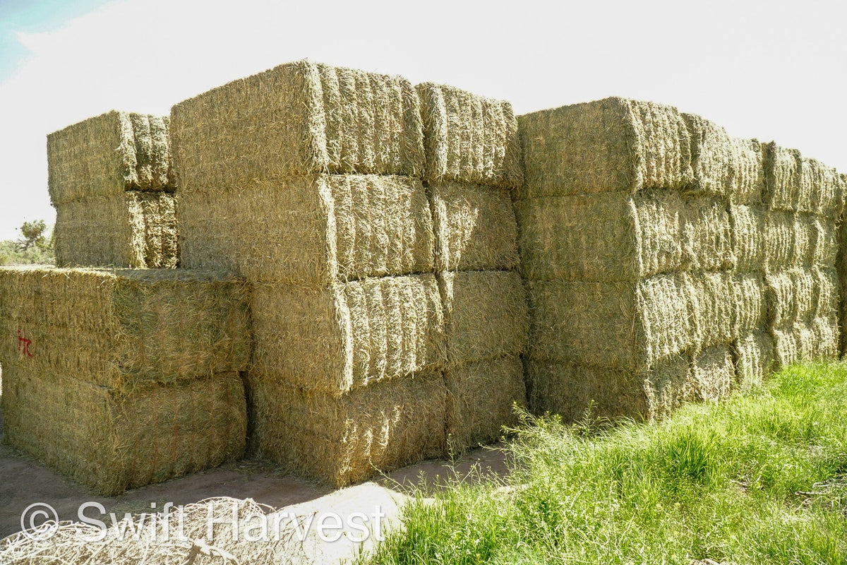 H&C Farms Big Bale Alfalfa Arizona Alfalfa Big Bales Hay B1-2-24