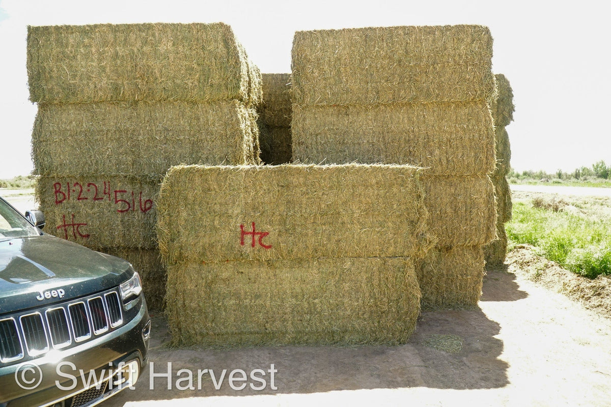 H&C Farms Big Bale Alfalfa Arizona Alfalfa Big Bales Hay B1-2-24