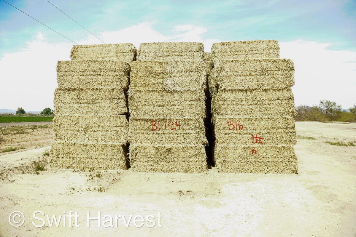 H&C Farms Big Bale Alfalfa Arizona Alfalfa Big Bales Hay B1-2-24