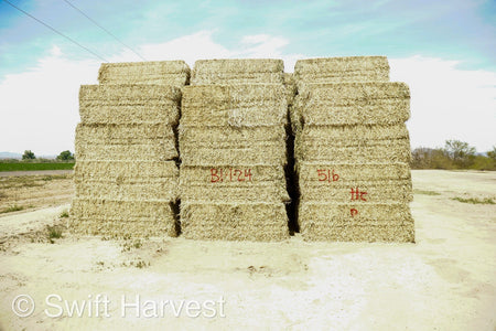 H&C Farms Big Bale Alfalfa Arizona Alfalfa Big Bales Hay B1-2-24