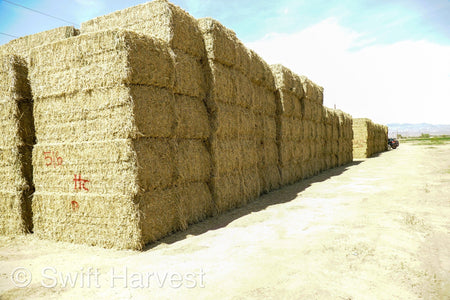 H&C Farms Big Bale Alfalfa Arizona Alfalfa Big Bales Hay B1-2-24