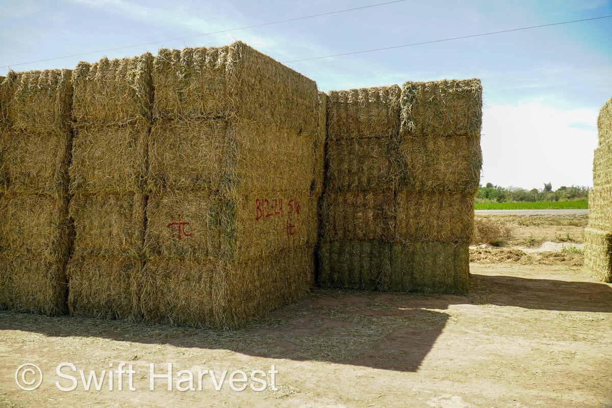 H&C Farms Big Bale Alfalfa Arizona Alfalfa Big Bales Hay B1-2-24