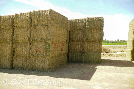 H&C Farms Big Bale Alfalfa Arizona Alfalfa Big Bales Hay B1-2-24