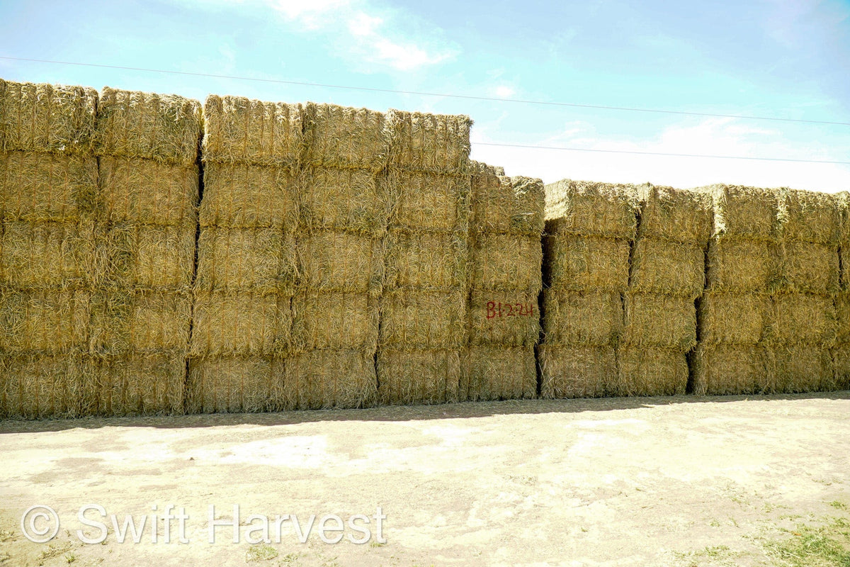 H&C Farms Big Bale Alfalfa Arizona Alfalfa Big Bales Hay B1-2-24