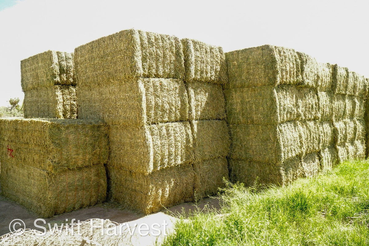 H&C Farms Big Bale Alfalfa Arizona Alfalfa Big Bales Hay B1-2-24