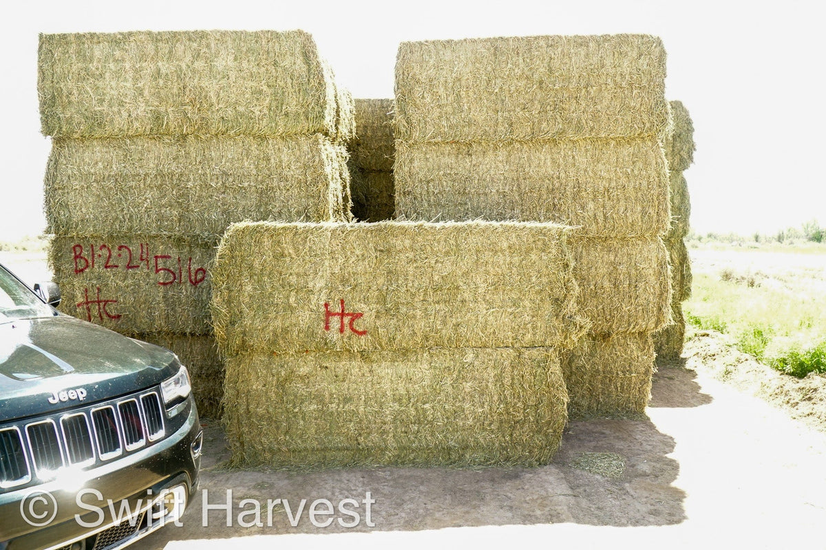 H&C Farms Big Bale Alfalfa Arizona Alfalfa Big Bales Hay B1-2-24