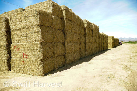 H&C Farms Big Bale Alfalfa Arizona Alfalfa Big Bales Hay B1-2-24