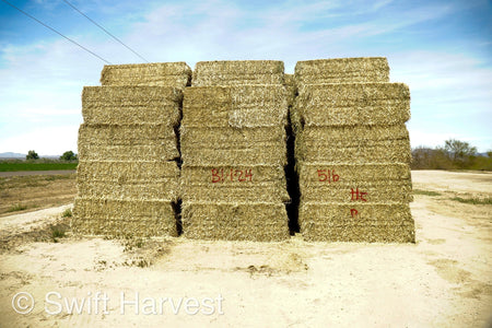 H&C Farms Big Bale Alfalfa Arizona Alfalfa Big Bales Hay B1-2-24