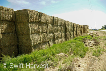 H&C Farms Big Bale Alfalfa Arizona Alfalfa Big Bales Hay B1-2-24