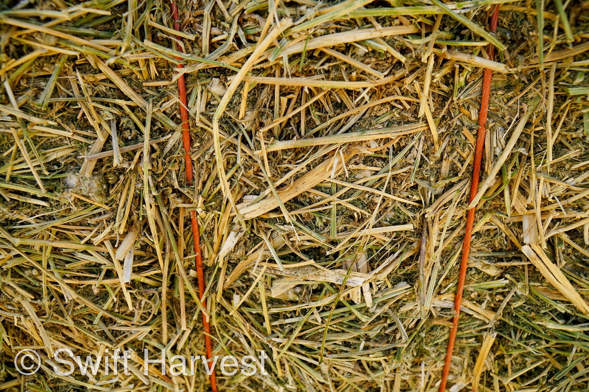 H&C Farms Big Bale Alfalfa Arizona Alfalfa Big Bales Hay B1-2-24