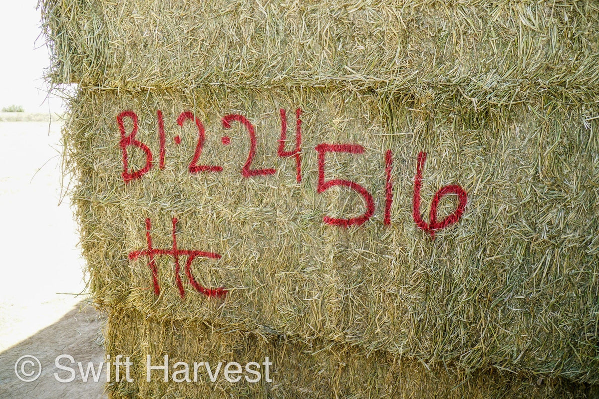 H&C Farms Big Bale Alfalfa Arizona Alfalfa Big Bales Hay B1-2-24