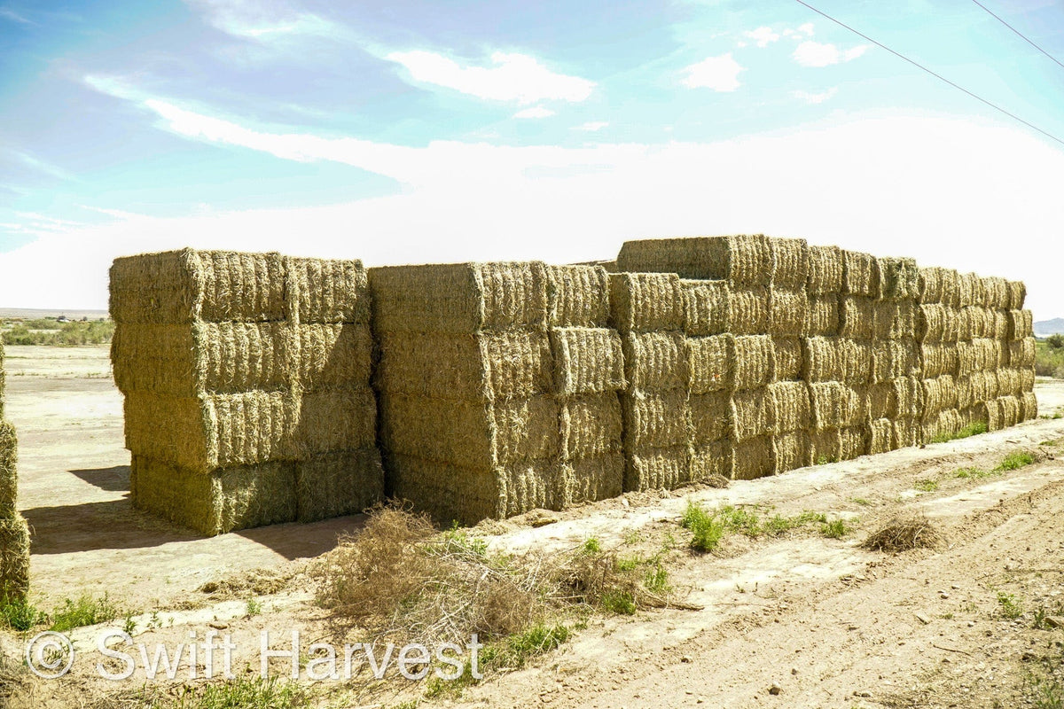 H&C Farms Big Bale Alfalfa Arizona Alfalfa Big Bales Hay B1-2-24