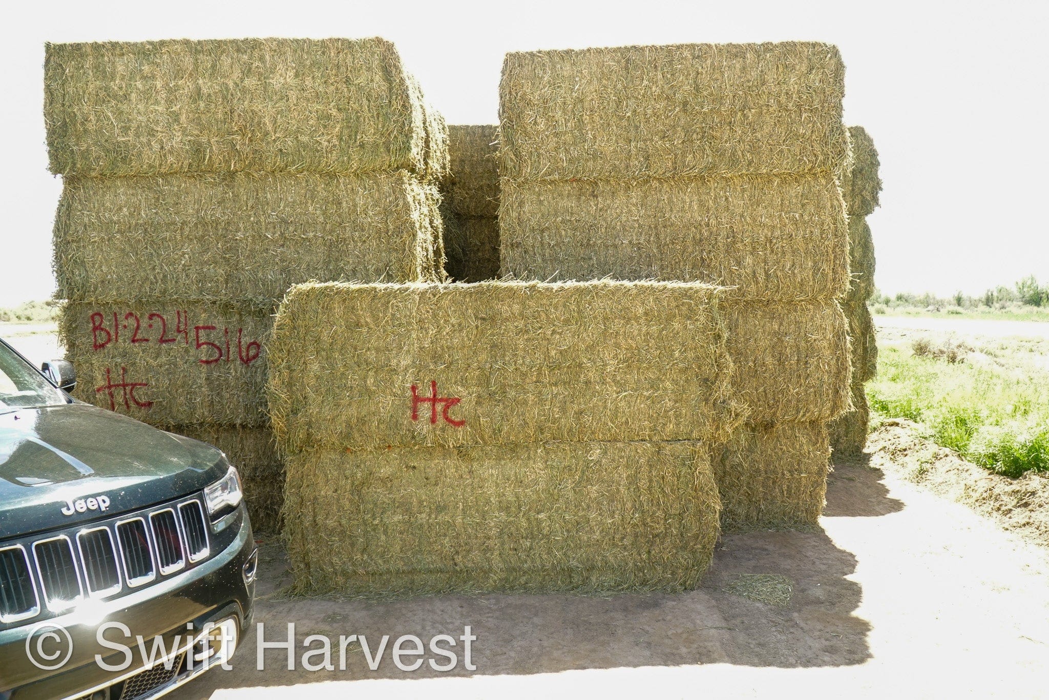 H&C Farms Big Bale Alfalfa Arizona Alfalfa Big Bales Hay B1-2-24