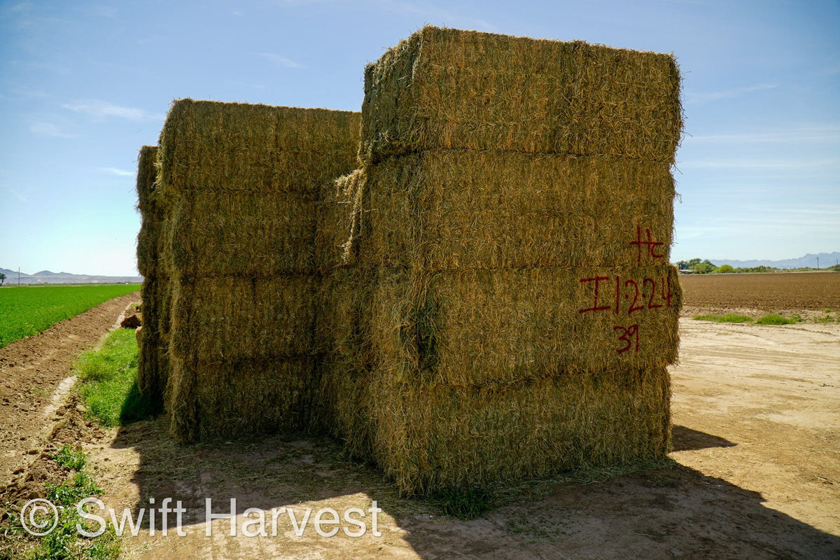 H&C Farms Big Bale Alfalfa Arizona Alfalfa Big Bales Hay I1-2-24