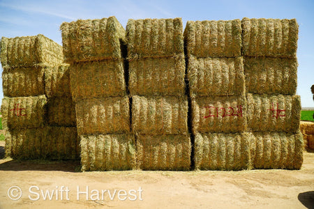 H&C Farms Big Bale Alfalfa Arizona Alfalfa Big Bales Hay I1-2-24