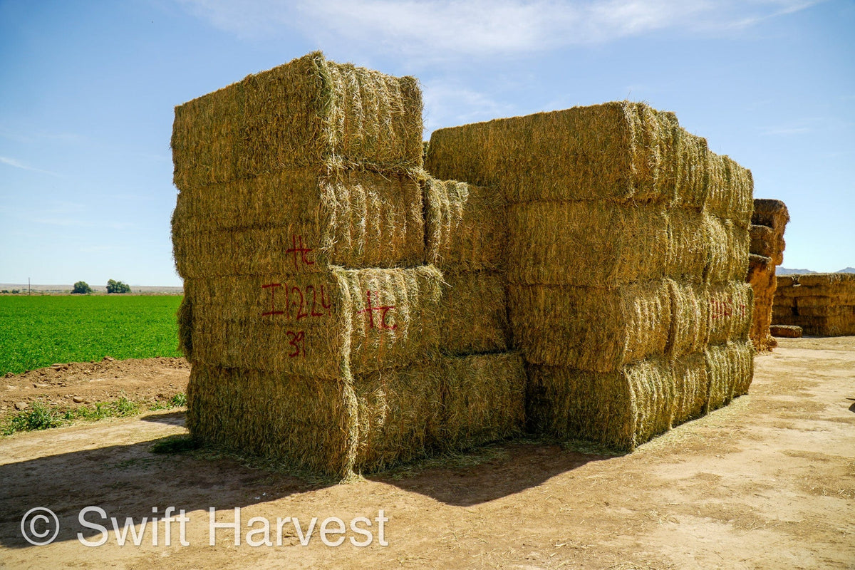 H&C Farms Big Bale Alfalfa Arizona Alfalfa Big Bales Hay I1-2-24