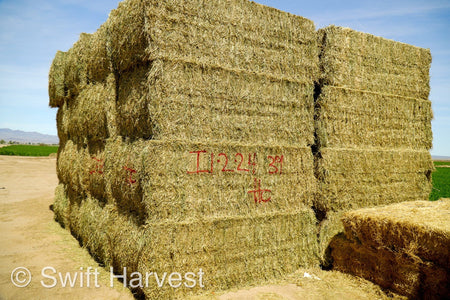 H&C Farms Big Bale Alfalfa Arizona Alfalfa Big Bales Hay I1-2-24