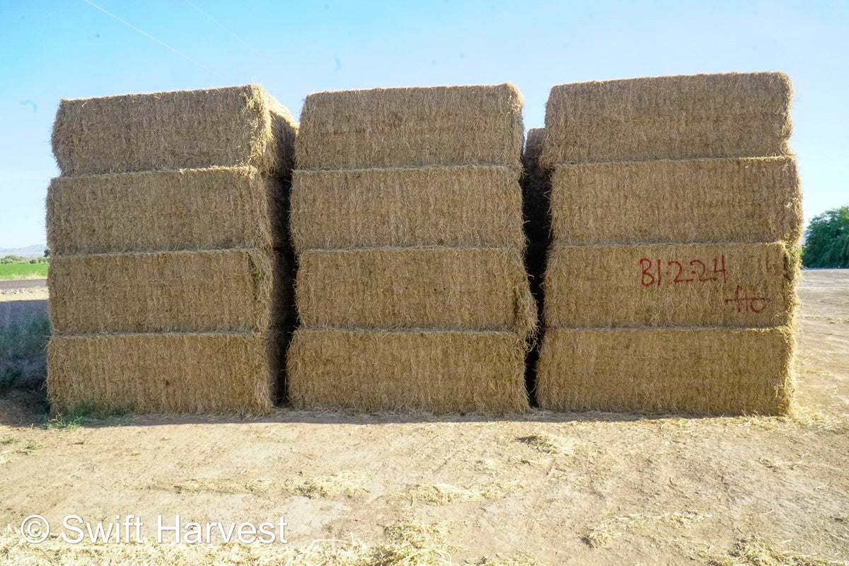 H&C Farms Big Bale Alfalfa B1-2-24 Good Arizona Alfalfa Big Bales Test Hay Per Ton