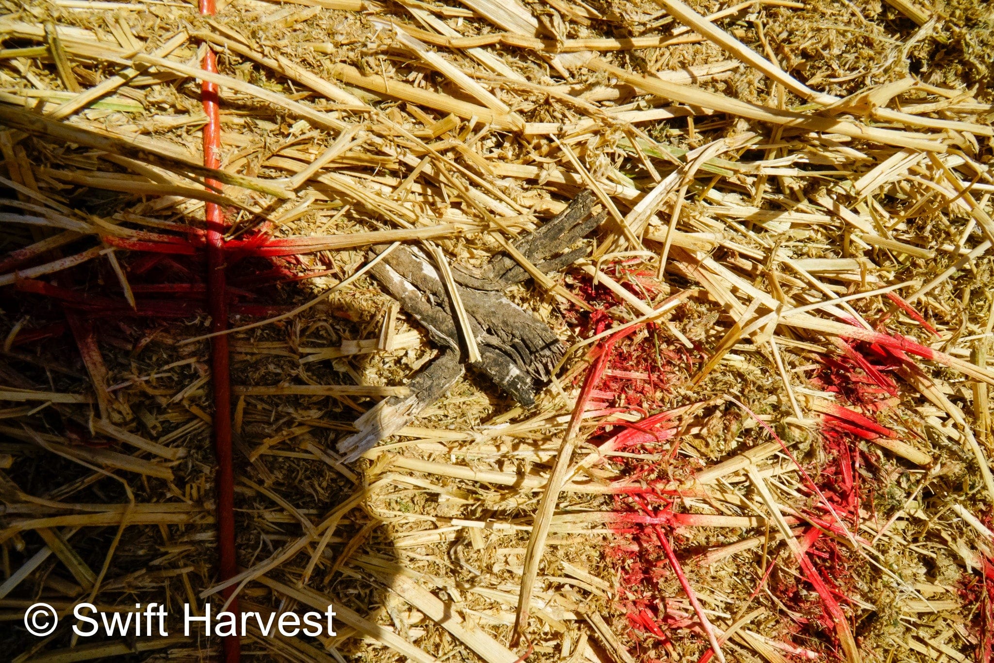 H&C Farms Big Bale Alfalfa B1-2-24 Good Arizona Alfalfa Big Bales Test Hay Per Ton