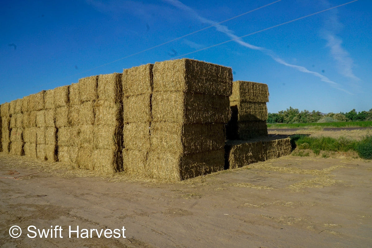 H&C Farms Big Bale Alfalfa B1-2-24 Good Arizona Alfalfa Big Bales Test Hay Per Ton