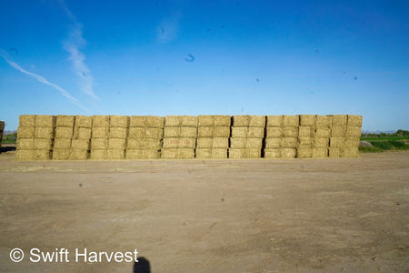 H&C Farms Big Bale Alfalfa B1-2-24 Good Arizona Alfalfa Big Bales Test Hay Per Ton