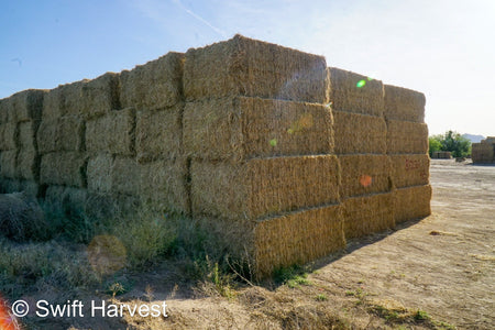 H&C Farms Big Bale Alfalfa B1-2-24 Good Arizona Alfalfa Big Bales Test Hay Per Ton