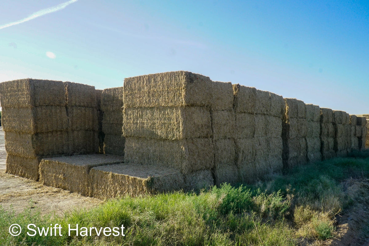 H&C Farms Big Bale Alfalfa B1-2-24 Good Arizona Alfalfa Big Bales Test Hay Per Ton