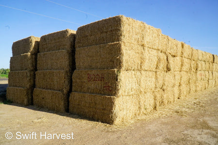 H&C Farms Big Bale Alfalfa B1-2-24 Good Arizona Alfalfa Big Bales Test Hay Per Ton