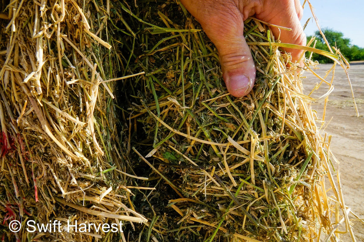 H&C Farms Big Bale Alfalfa B1-2-24 Good Arizona Alfalfa Big Bales Test Hay Per Ton