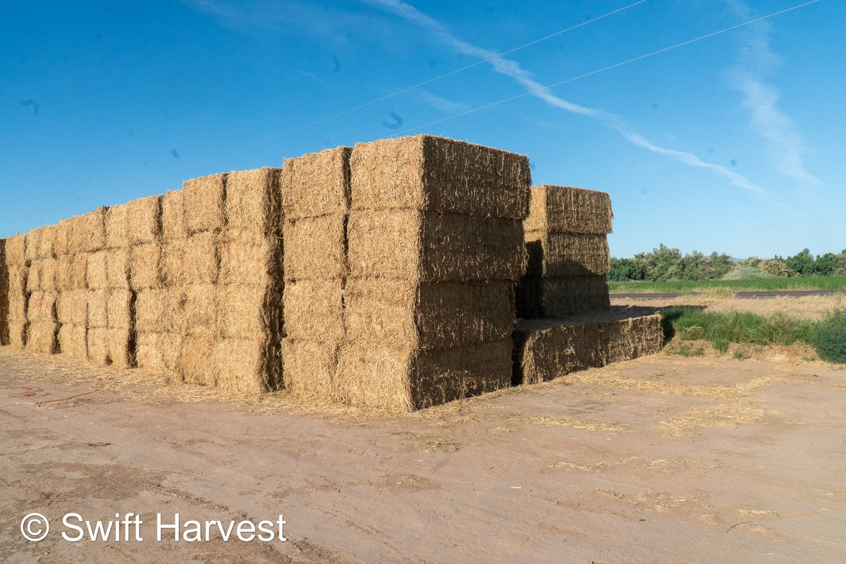 H&C Farms Big Bale Alfalfa B1-2-24 Good Arizona Alfalfa Big Bales Test Hay Per Ton