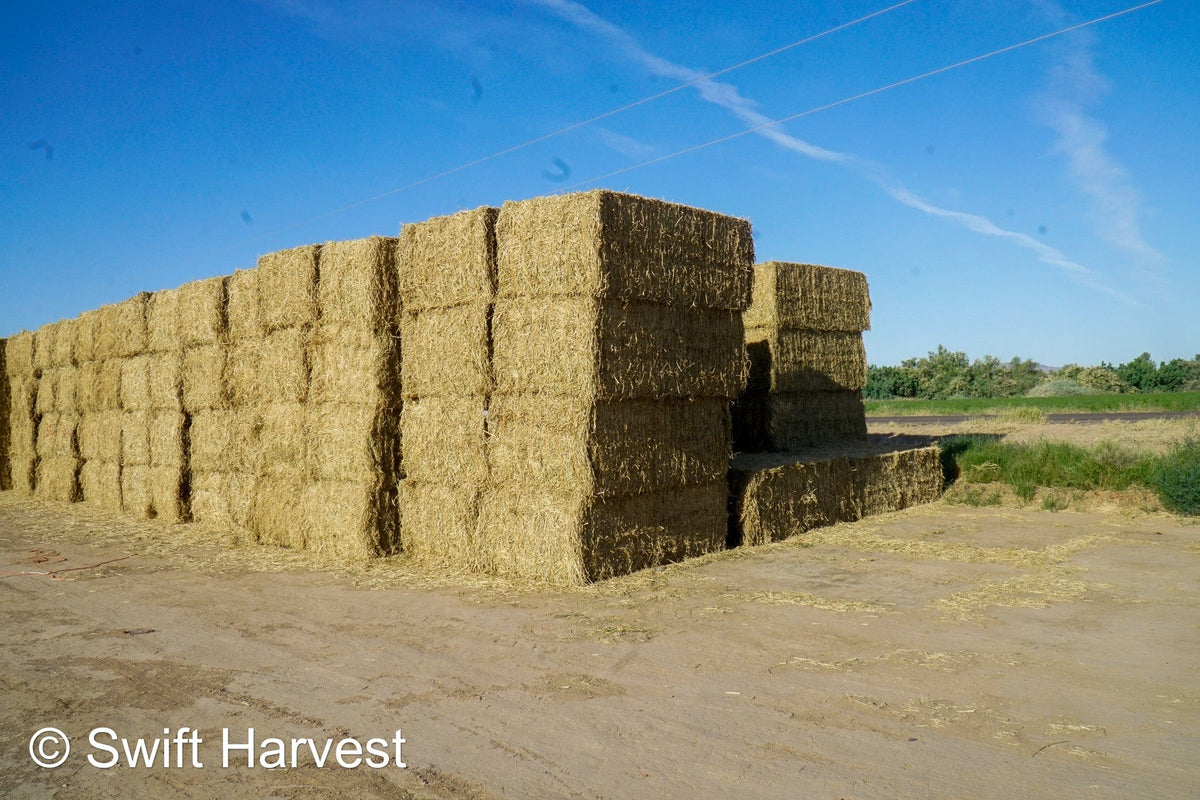 H&C Farms Big Bale Alfalfa B1-2-24 Good Arizona Alfalfa Big Bales Test Hay Per Ton