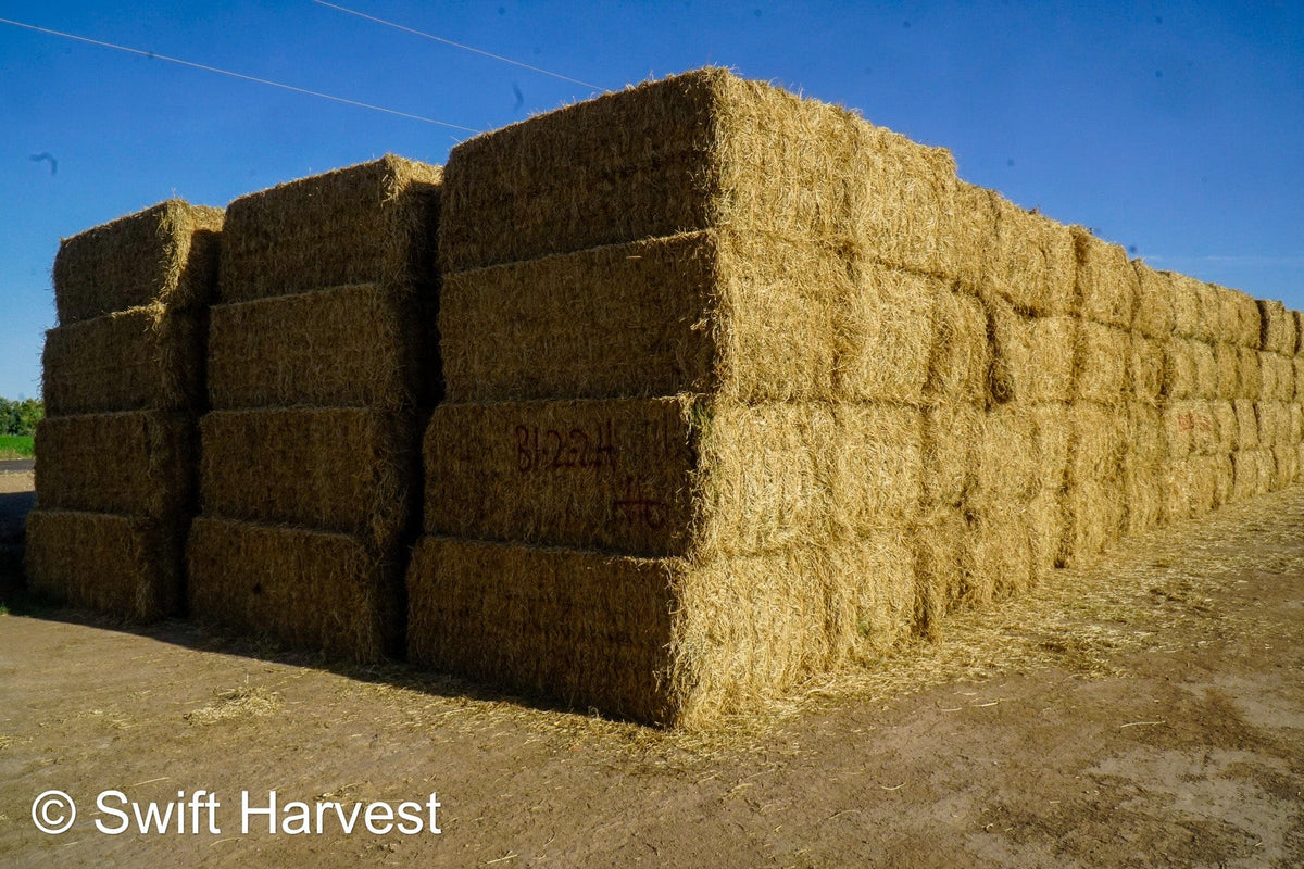 H&C Farms Big Bale Alfalfa B1-2-24 Good Arizona Alfalfa Big Bales Test Hay Per Ton