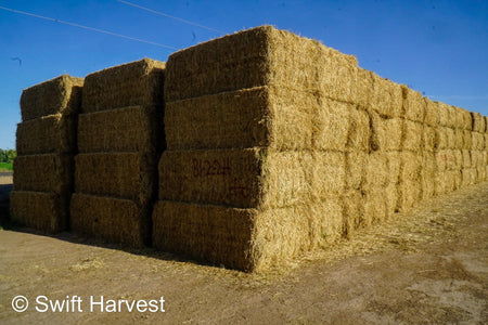 H&C Farms Big Bale Alfalfa B1-2-24 Good Arizona Alfalfa Big Bales Test Hay Per Ton