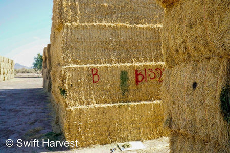 H&C Farms Big Bale Alfalfa B1-3-24B Fair/Good AZ Big Bale Alfalfa CP 18 RFV 138 TDN 54 FACS 98/110