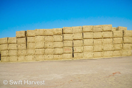 H&C Farms Big Bale Alfalfa B1-3-24B Fair/Good AZ Big Bale Alfalfa CP 18 RFV 138 TDN 54 FACS 98/110