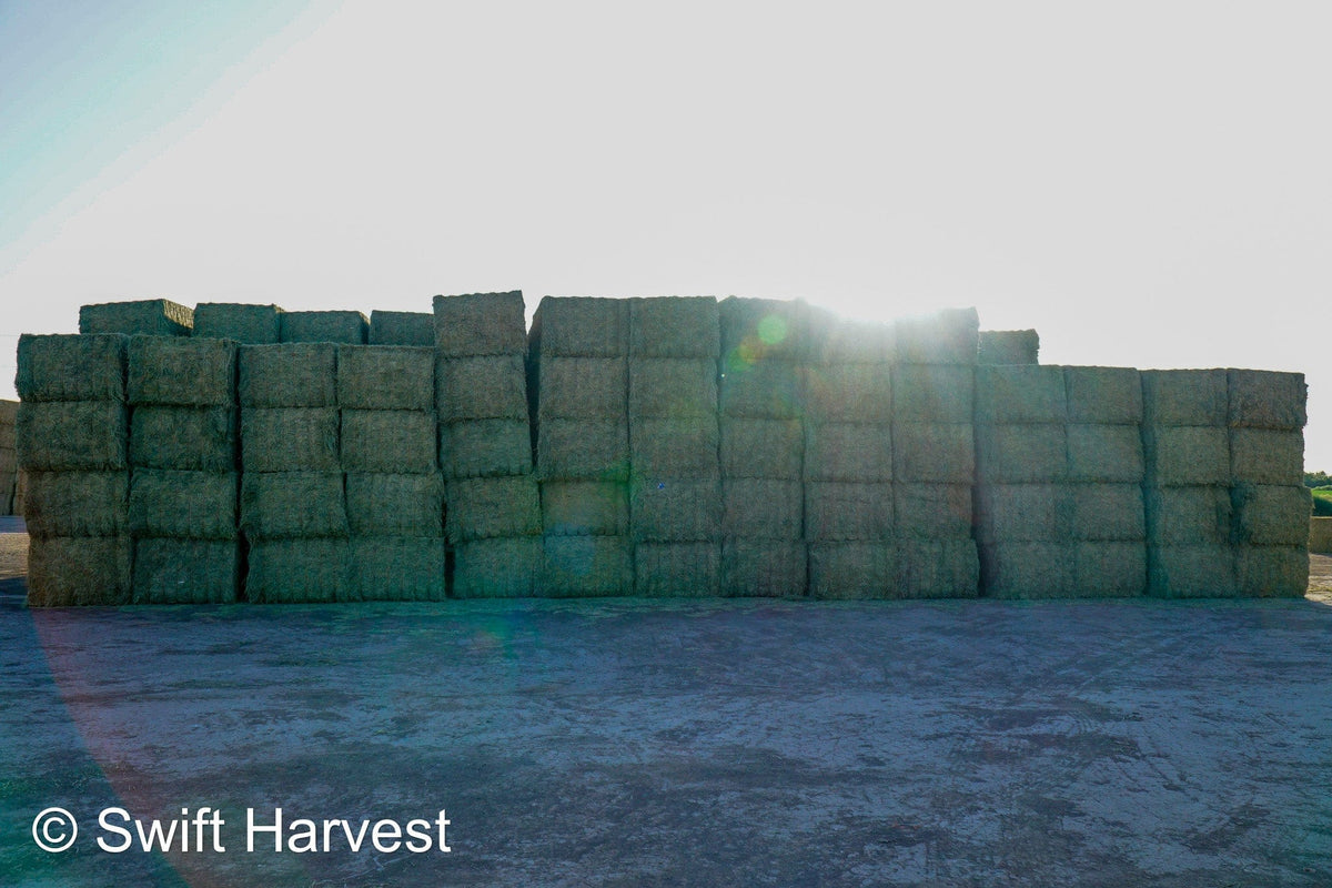 H&C Farms Big Bale Alfalfa B1-3-24B Supreme Alfalfa Test Hay Big Bales RFV 198.04 CP 26.24 TDN 61.30 SH 88/110