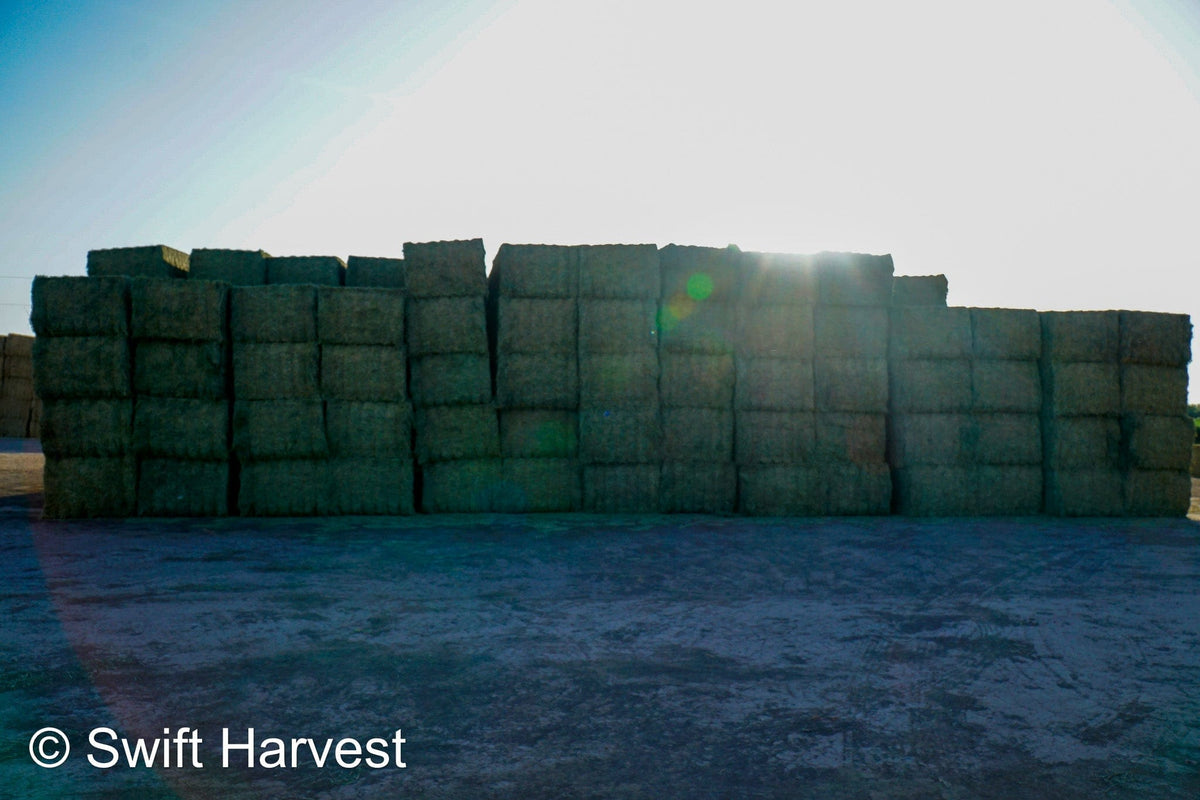 H&C Farms Big Bale Alfalfa B1-3-24B Supreme Alfalfa Test Hay Big Bales RFV 198.04 CP 26.24 TDN 61.30 SH 88/110