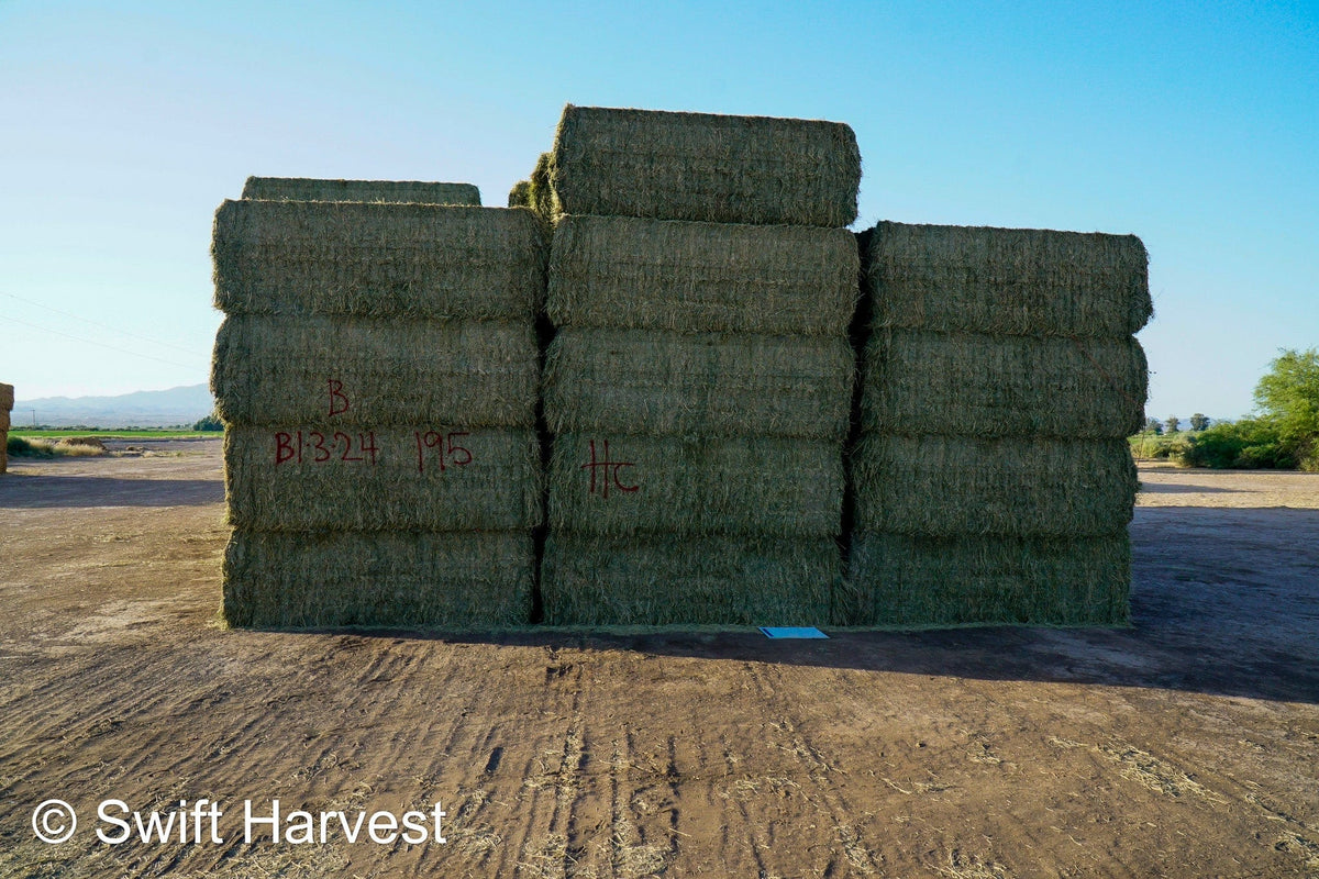 H&C Farms Big Bale Alfalfa B1-3-24B Supreme Alfalfa Test Hay Big Bales RFV 198.04 CP 26.24 TDN 61.30 SH 88/110