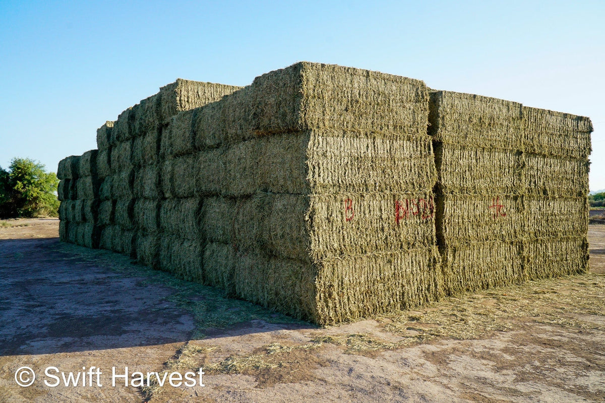 H&C Farms Big Bale Alfalfa B1-3-24B Supreme Alfalfa Test Hay Big Bales RFV 198.04 CP 26.24 TDN 61.30 SH 88/110