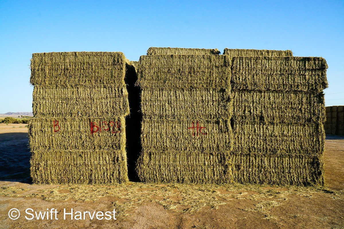 H&C Farms Big Bale Alfalfa B1-3-24B Supreme Alfalfa Test Hay Big Bales RFV 198.04 CP 26.24 TDN 61.30 SH 88/110