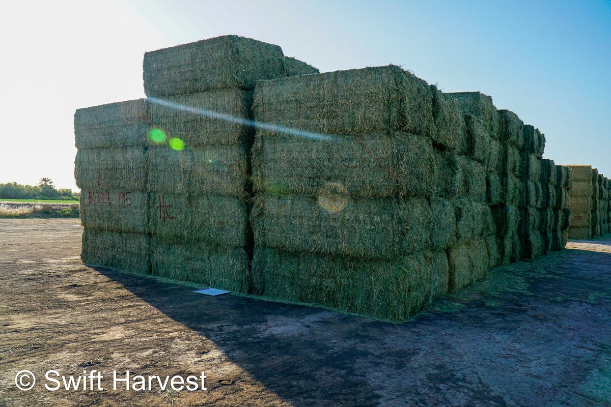 Martinez Farms Big Bale Alfalfa B1-3-24B Supreme Alfalfa Test Hay Big Bales RFV 198.04 CP 26.24 TDN 61.30 SH 88/110