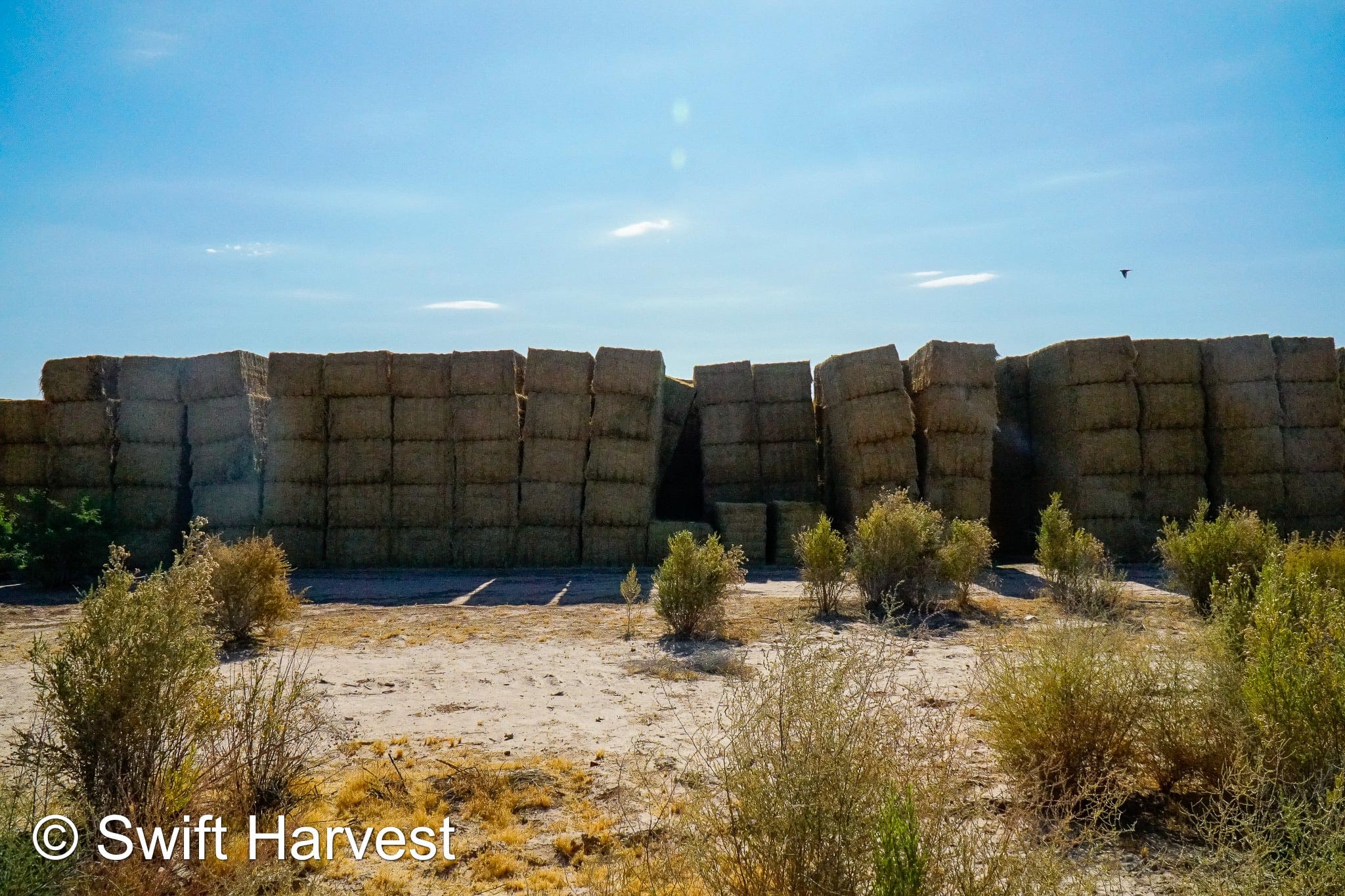 H&C Farms Big Bale Alfalfa B1-4-24 Good AZ Big Bales Alfalfa CP 19 RFV 148 TDN 58  FAC 98/110