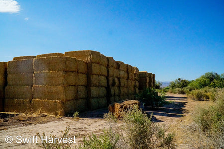 H&C Farms Big Bale Alfalfa B1-4-24 Good AZ Big Bales Alfalfa CP 19 RFV 148 TDN 58  FAC 98/110